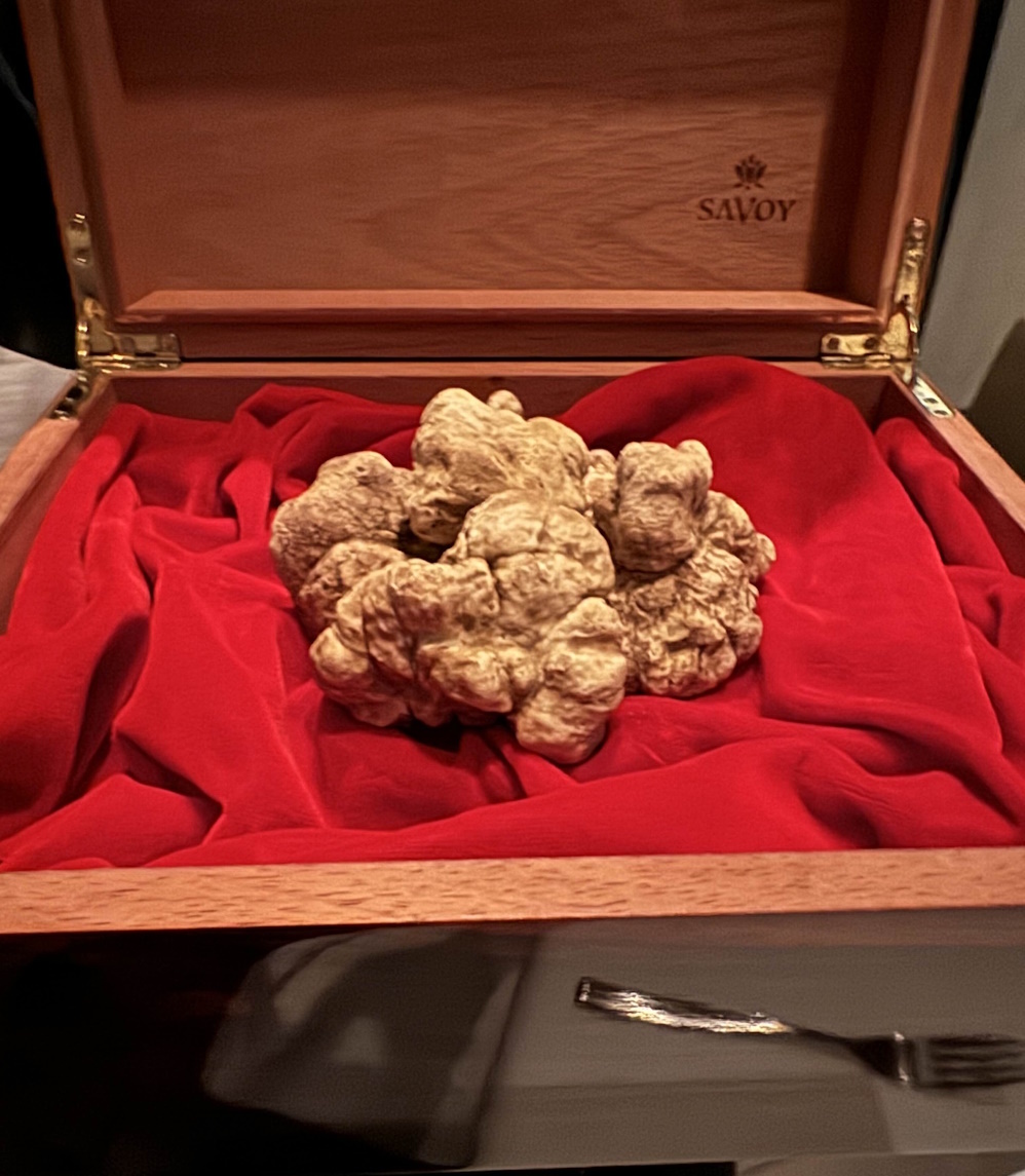 A wooden box lined with red velvet. There is a gigantic white truffle sitting in the box. It looks like it weights a few pounds.